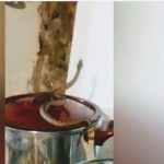 O timișoreancă s-a trezit cu vipera în oală în casa de vacanță de la Ciclova VIDEO