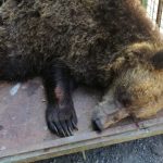 VIDEO+FOTO Ursoaica de la Lacul Sfânta Ana, a fost mutată, şi puii ei au fost luaţi