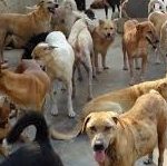 Ziua portilor deschise la adăpostul de câini al Primăriei Cluj-Napoca