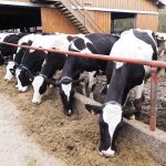 Controale la peste 140 de exploatații de animale din Alba privind respectarea cerințelor pentru acordarea subvențiilor