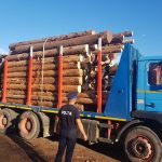 Transport ilegal de lemn oprit de polițiștii din Câmpeni