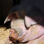 Sute de porci din Negrileşti vor fi ucişi din cauza pestei africane