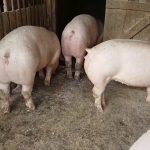 Focar de pestă porcină africană în gospodăria medicului veterinar