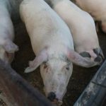 Peste 300 de porci eutanasiați la Tălpigi, din cauza pestei africane
