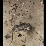 VIDEO: Terifiant! Șoarece mort, mizerie îngrozitoare și alimente expirate în unitățile de cazare și alimentație din Bistrița-Năsăud