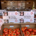 Cum au reușit mii de fermieri din Olt să obțină profit din tomate și usturoi