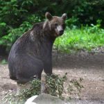 Urs fugărit de autorități în Biertan