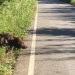 Doi pui de urs loviți de o maşină pe șosea. Unul a murit.