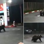 VIDEO Au rămas în pană de benzină? Urșii într-o stație peco la Azuga!