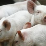 Autoritățile din Giurgiu interzic creșterea porcilor în gospodării