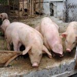Încă 10 suspiciuni de pestă porcină africană în Olt