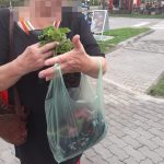 Slatina: Profesoară prinsă de poliţiştii locali furând flori din Parcul Tineretului