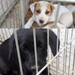 Peste 700 de câini comunitari și-au găsit o familie iubitoare în Constanța