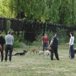 Dresajul câinilor prin joacă, prezentat la Timișoara de o faimoasă dresoare din Anglia