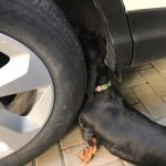 Câine blocat între roata și caroseria unei mașini