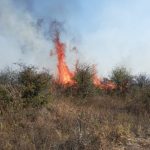 Dolj: Incendiu de vegetaţie uscată de mai bine de 24 de ore. Focul s-a întins pe 80 de hectare