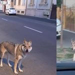 Un lup cehoslovac a ucis și atacat mai mulți câini din municipiul Satu Mare
