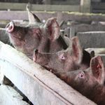 Pesta porcină se extinde în Gorj