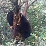 Namilă de urs, de 200 de kg, prinsă într-o capcană pusă într-un sat din Dâmbovița