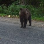 RO-ALERT: Atenție, un urs umblă prin Onești! Populația, avertizată să se ferească!