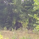 ULTIMA ORĂ: Urs prins în laț la Asău! Zona a fost securizată și e păzită de jandarmi