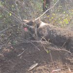 ULTIMA ORĂ: Încă un urs prins în laț la Mănăstirea Cașin