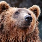 Urs văzut în zona taberei Șanta din Păltiniș. Jandarmii patrulează în zonă