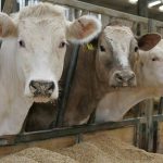 Alba : Peste 200 de bovine se vând lunar în cadrul bazelor de achiziții autorizate de către DSVSA