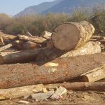 Controale în Bistrița-Năsăud pentru combaterea tăierilor ilegale de arbori