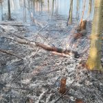 A fost stins incendiul din zona Cornereva, n-au ars trei ci treizeci de hectare (6)