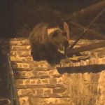 VIDEO. Atenţie! Un urs a fost semnalat la Şugaş Băi