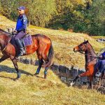 FOTO| Bia și Lucila, în misiune la Sarmizegetusa Regia. Doi cai, noii camarazi ai jandarmilor hunedoreni