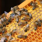 2019, cel mai prost an pentru apicultură! Statul dă ajutoare apicultorilor îngenunchiați de vreme