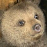 Un pui de urs a fost salvat de jandarmii harghiteni, la Bălan