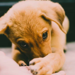 Campanie de sterilizări pentru câini în Alba Iulia