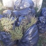 Peste 24 de tone de ambrozia, colectată de pe terenurile din județul Satu Mare
