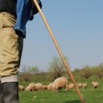 Crimă înfiorătoare la o stână din Olt! Un cioban și-a ucis iubita în chinuri groaznice