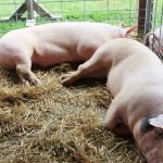 Fermierii giurgiuveni vor putea creşte în gospodării cel mult cinci porci