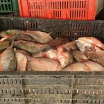 Pește confiscat de jandarmi, predat Grădinii Zoologice din Călărași
