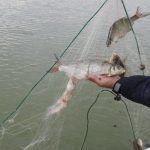 FOTO: Sute de pești căzuți în plasa braconierilor au fost salvați de jandarmii băcăuani și redați mediului natural
