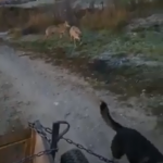 VIDEO O haită de lupi a dat târcoale unei căruțe, la Armășeni