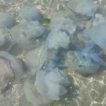 VIDEO| Invazie de meduze pe litoral