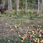 Campania ”Ana are mere…” a făcut  până acum aproximativ 50 de zimbri fericiți
