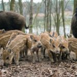 Porcii mistreți, cauza principală de extindere a Pestei Porcine Africane în Teleorman