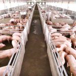 Focar de Pestă Porcină Africană la o fermă cu 5.000 de porci din județul Călărași