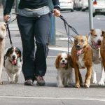 Recensământul animalelor de companie. Sunt blocuri cu peste 150 de câini declarați