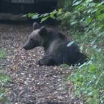 Mobilizare incredibilă pentru salvarea a doi pui de urs