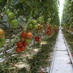 Programul “Tomata” se bucură de un real succes în județul Teleorman