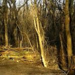 Un gălăţean a tăiat pădurea unui localnic din judeţul Vaslui