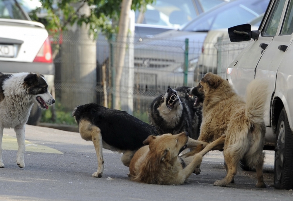 Adăpost de câini de peste 1,5 milioane lei, construit de primăria din Caracal